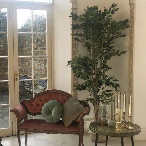Large ficus tree hire